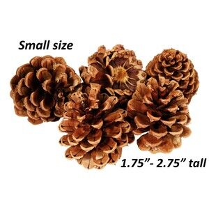 Lot of 25 Ponderosa Pine Cones Organic Oregon Pinecones Small size 1.75"- 2.75"